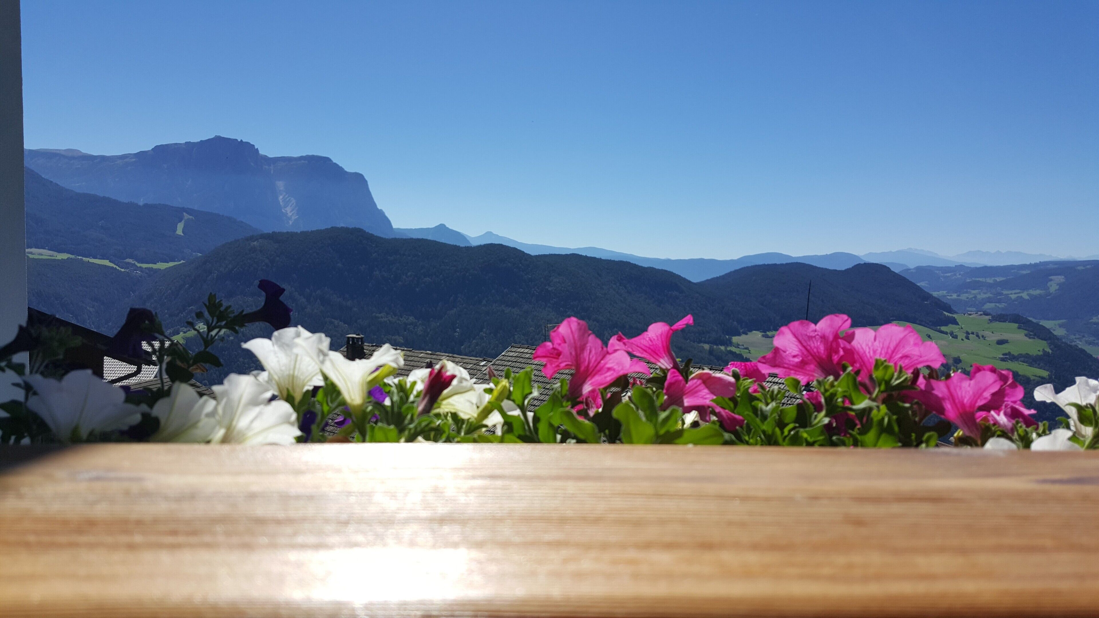 Bergblick mit Blumen im Vordergrund.