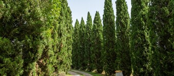 Apartment "Agriturismo La Pieve - Mimose" with Shared Pool, Shared Garden & Wi-Fi