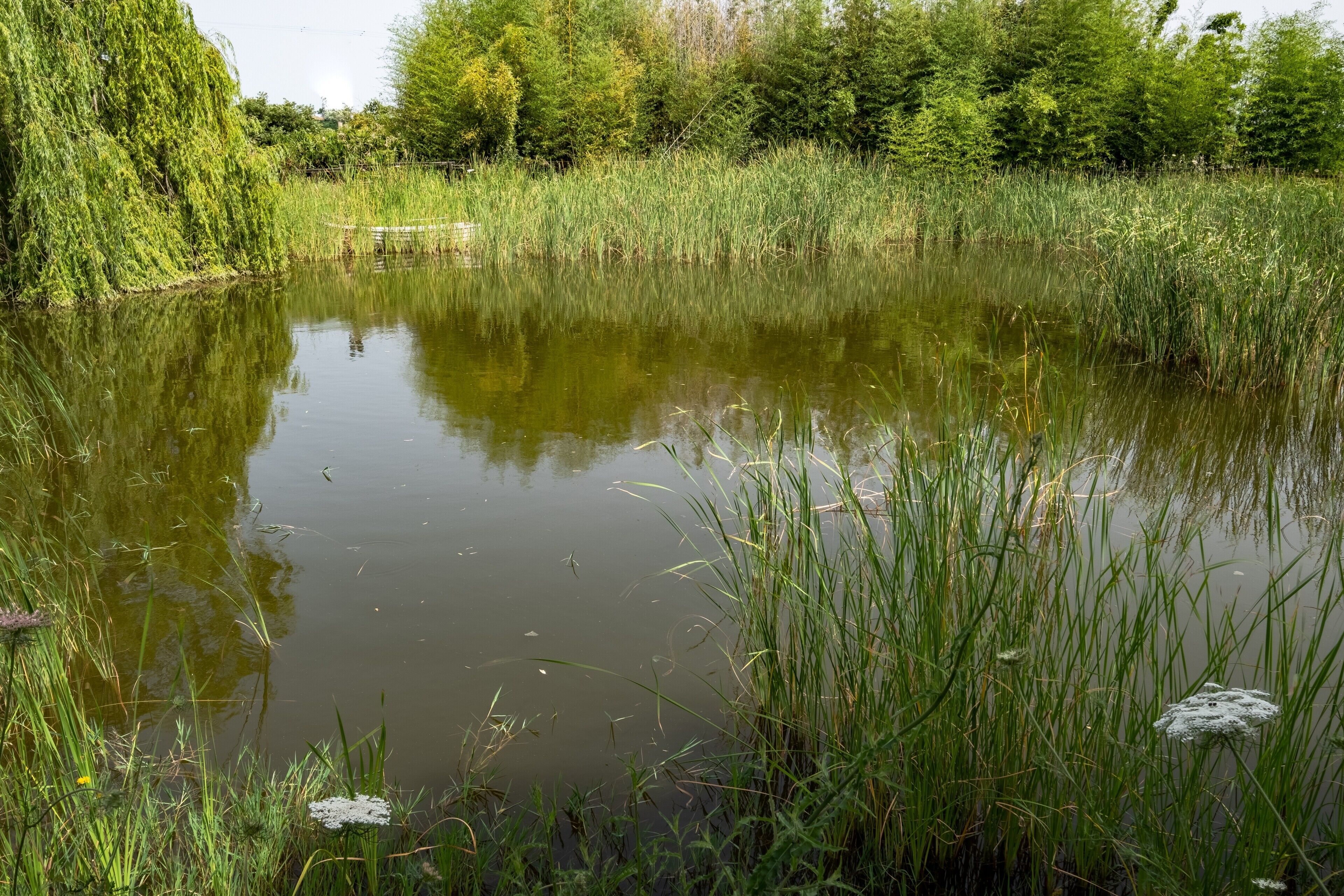 A natural pond surrounded by dense greenery and trees.