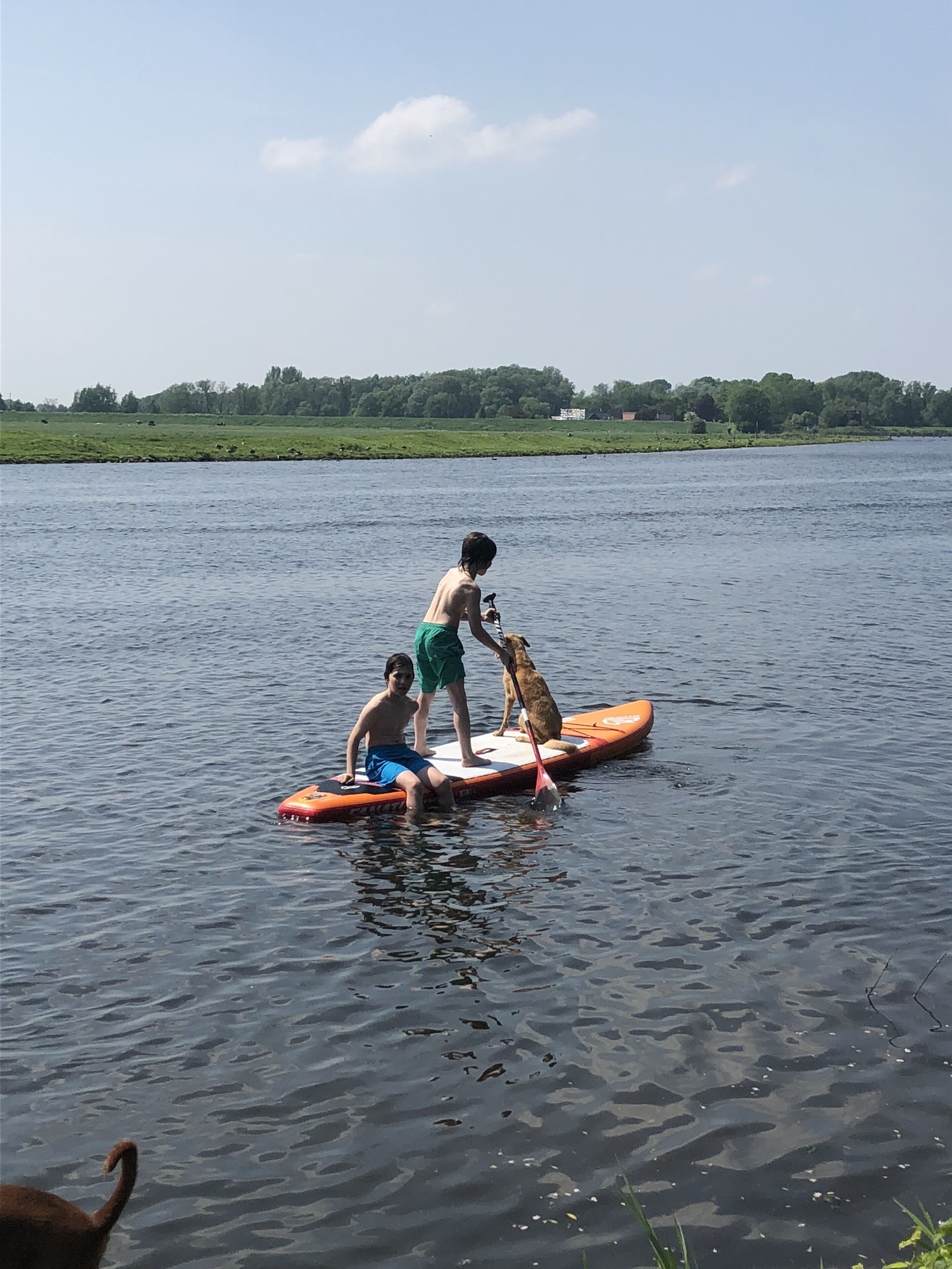 Una persona de pie en una tabla de remo en un cuerpo de agua, con un perro cerca.