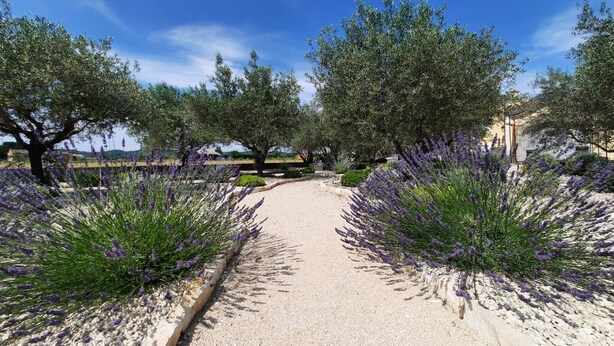 A pathway flanked by lavender bushes and olive trees, leading towards a building with a stone facade.