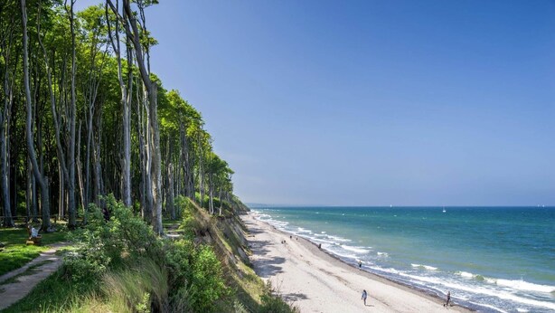 Una playa con árboles altos y un cielo despejado.