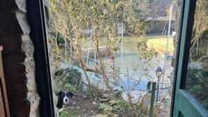A doorway leading to a garden with a dog, a small bridge, and a grassy area. - Small house on the port (Bono)