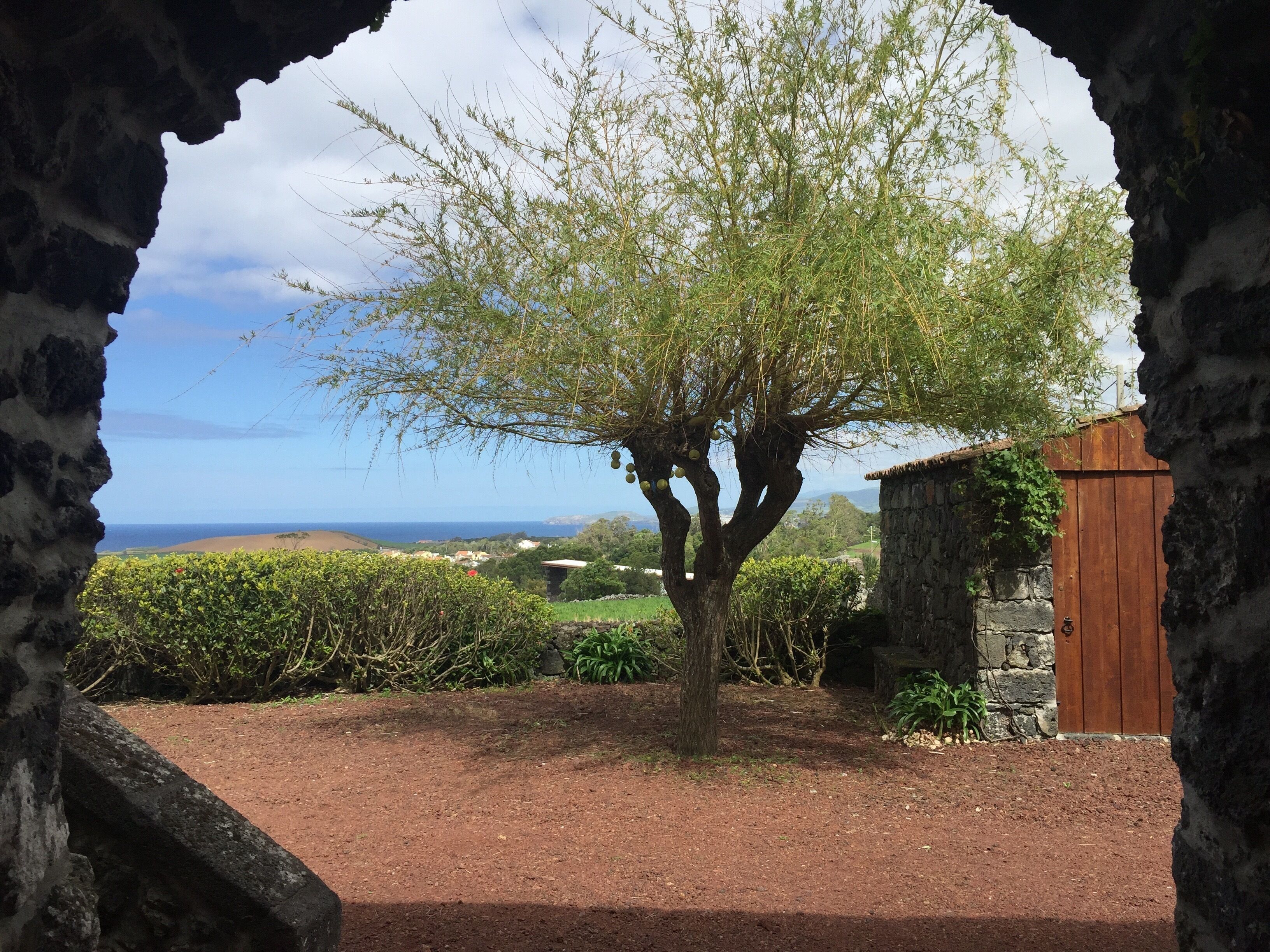 Un arbre qui pousse dans une arche en pierre, avec vue sur la mer et les collines lointaines.