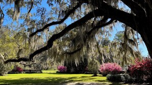 A large tree with extensive moss coverage and a well-maintained lawn with pink flowering bushes. - Wedgefield Country Club  (Georgetown)