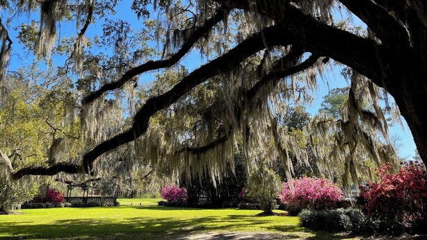 A large tree with extensive moss coverage and a well-maintained lawn with pink flowering bushes.