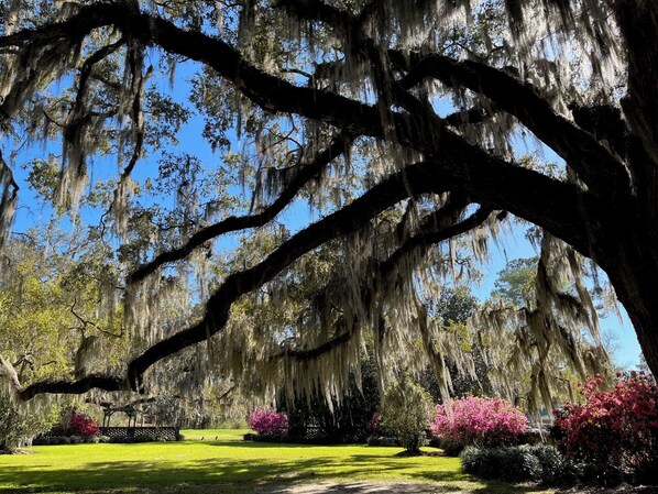 A large tree with extensive moss coverage and a well-maintained lawn with pink flowering bushes.