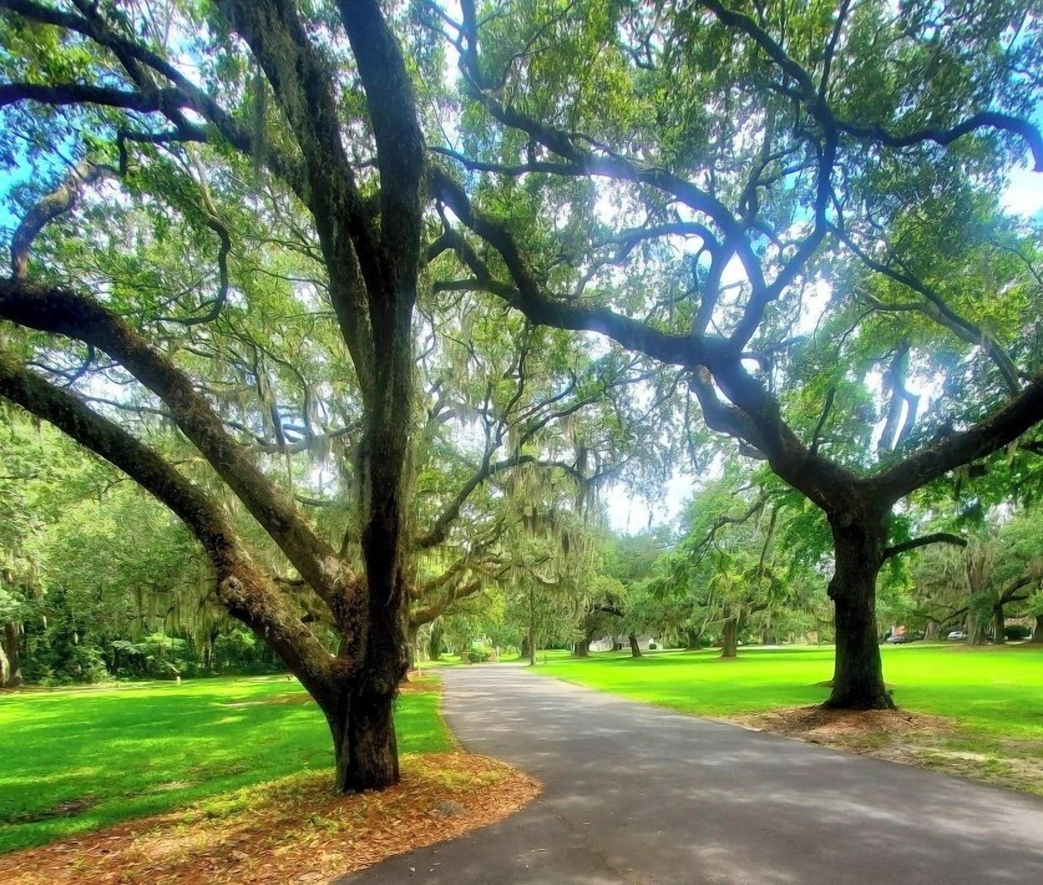 Pemandangan taman