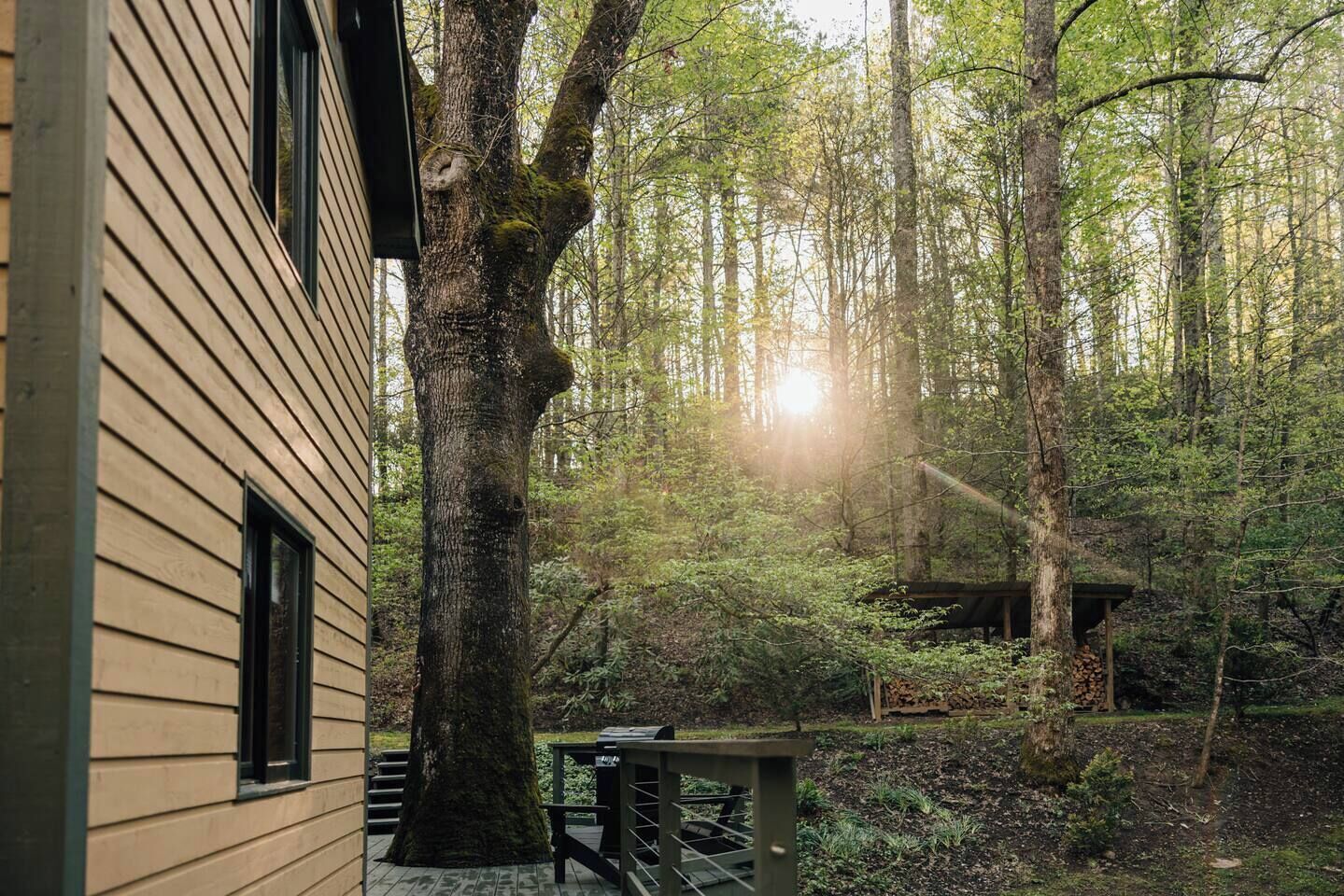 A wooden cabin with a deck, surrounded by a forest with a large tree in the foreground and a sunlit path leading to a covered area.