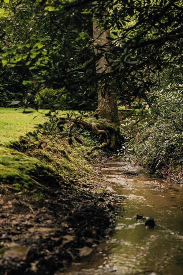 Un petit ruisseau aux berges recouvertes de mousse, avec un tronc d’arbre au centre.