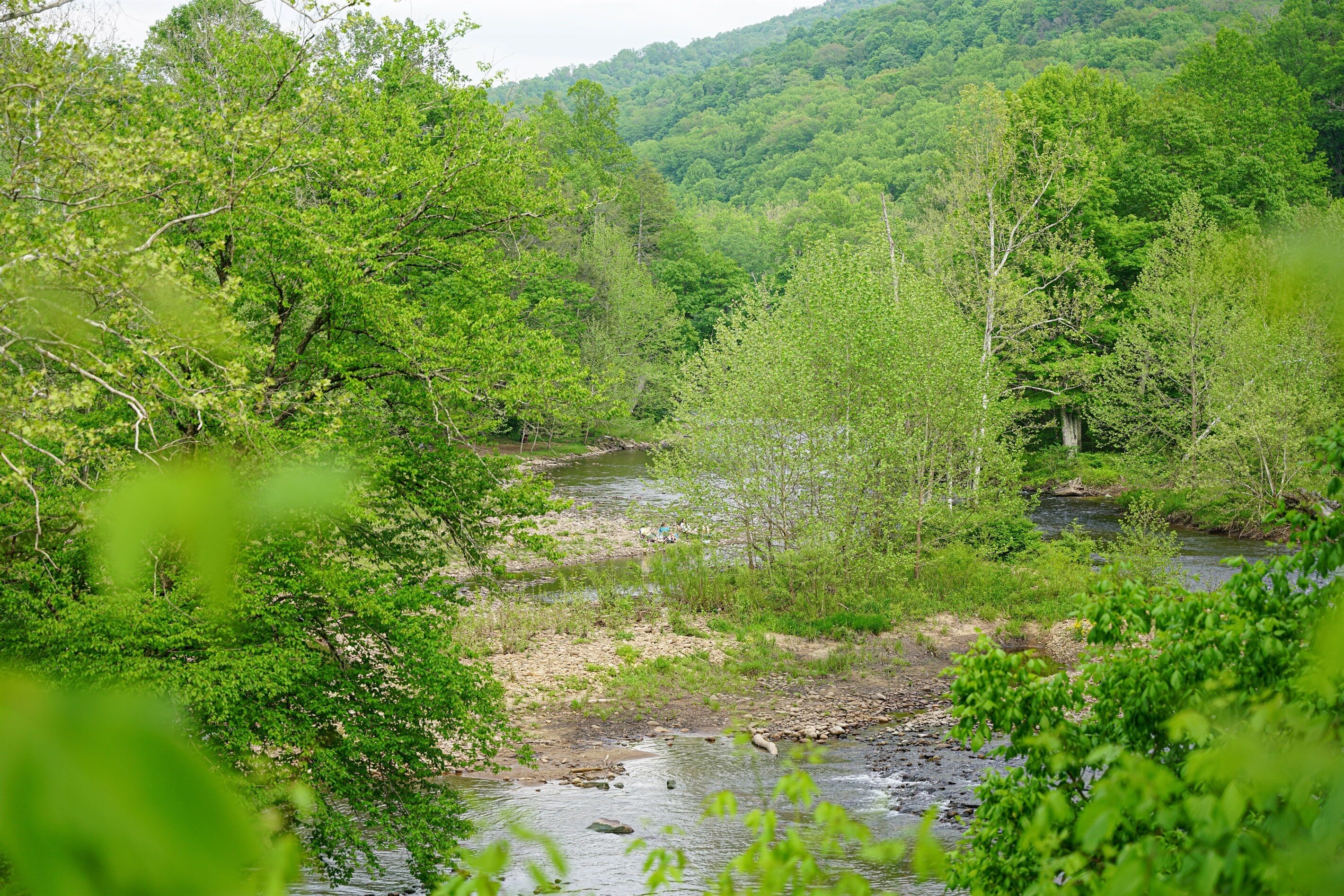 A river flowing through a densely wooded area with trees and greenery.