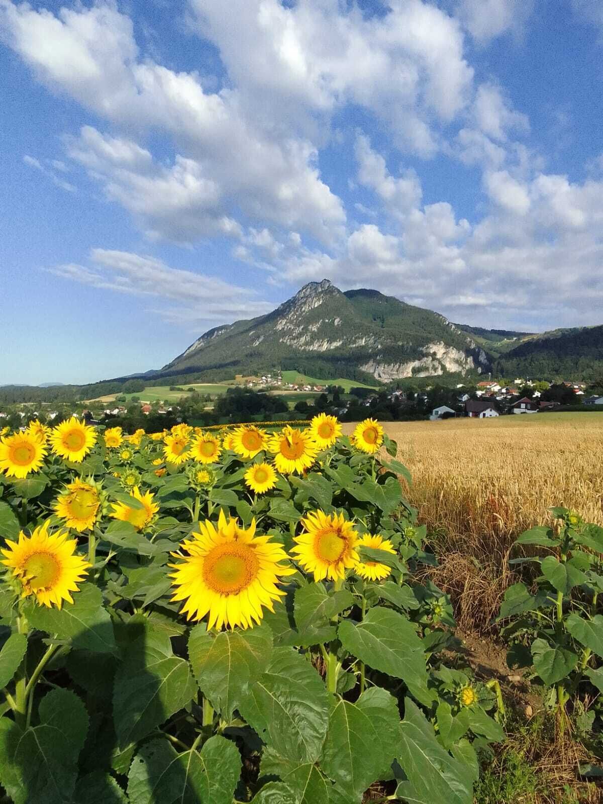 A sunflower field with a mountain in the background.