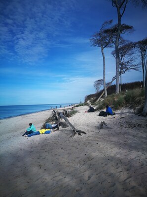 Beach - Right next to the nature reserve! Great for dogs and nature lovers (Prerow)