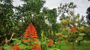 A garden with large green leaves and red flowers. - Complete Cabin and Mountain Farm (San Ramon)