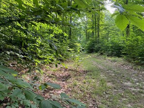 Property grounds - Harbor Springs Cottage In The Woods (Harbor Springs)