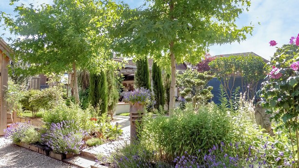A garden with various plants and a pathway.
