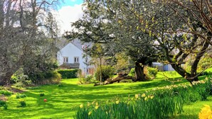 A lush garden with daffodils, a large tree, and a white house in the background.
