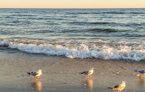 بالقرب من الشاطئ