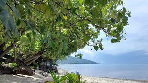 Une plage avec du sable, quelques plantes et un arbre.