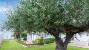 A tree with a thick trunk and dense foliage in a well-maintained garden area. - Villa Mar i Cel by Interhome (L'Ametlla de Mar)