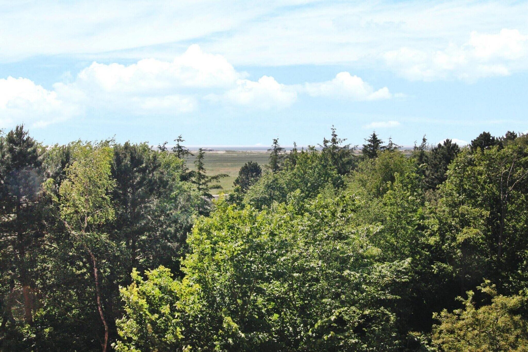 A dense forest with a clear view of a distant landscape.