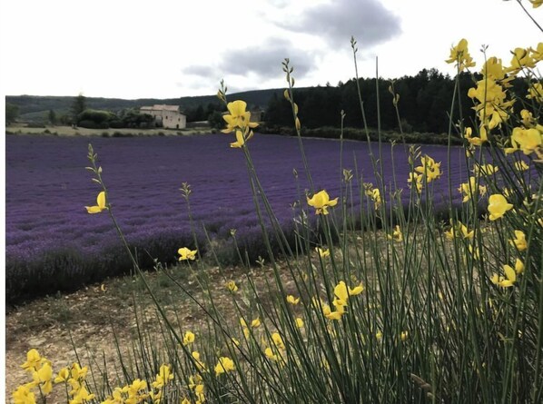 A field of yellow flowers with purple lavender in the background. - MAS 12 people (Reilhanette)