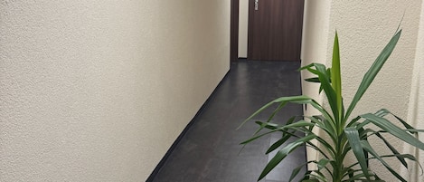 A hallway with a potted plant, a door with the number 24, and a textured wall.