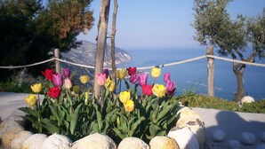 Ein Garten mit bunten Tulpen und Blick auf das Meer.