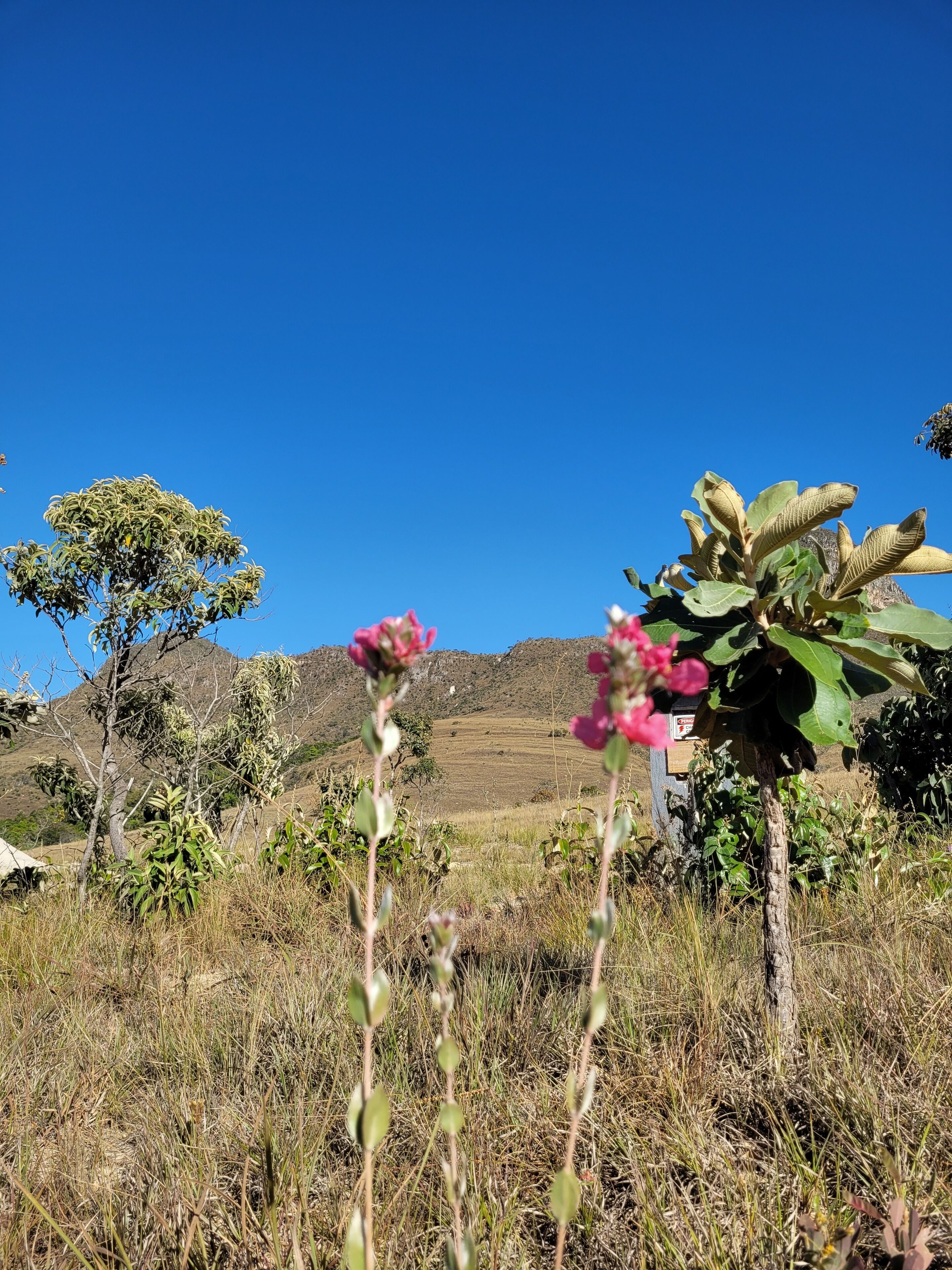 A natural landscape with a clear blue sky, a variety of vegetation, and a distant mountain range.