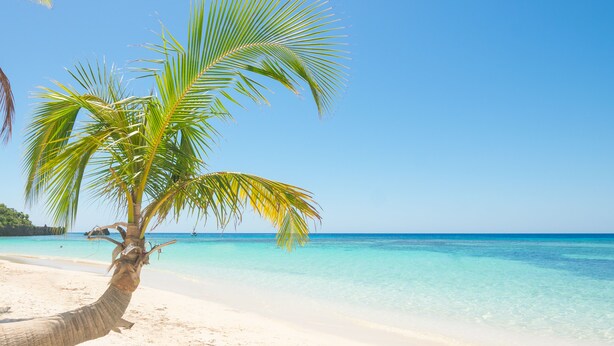 Una playa con agua turquesa cristalina, una palmera y una orilla arenosa.