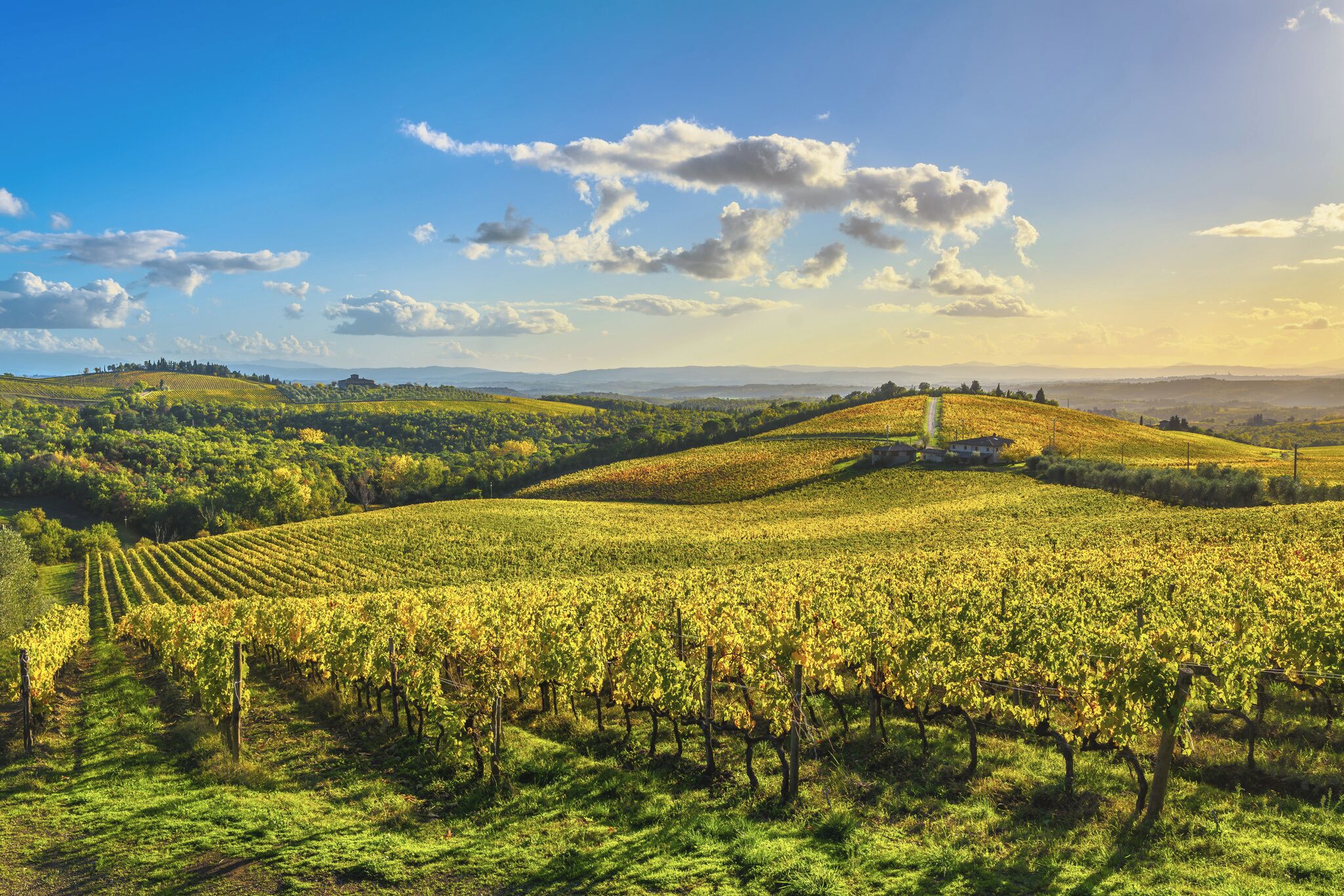 Un vignoble où s’étendent des rangées de vignes sous un ciel dégagé.