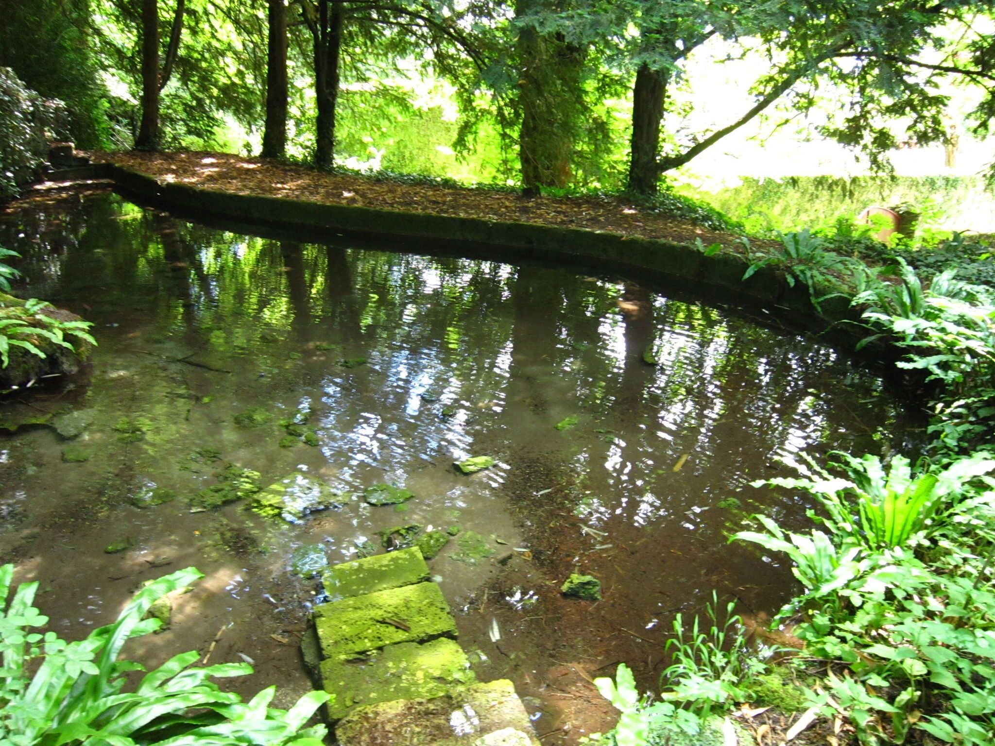 Ein natürlicher Teich mit einer Holzbrücke, umgeben von üppigem Grün und Bäumen.