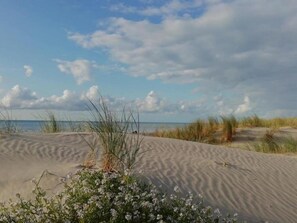 Ein Strand mit Dünen und spärlicher Vegetation.