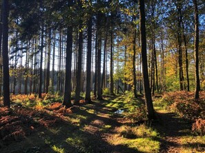 A forest with tall trees and a dirt path. - Chalet in Belgium surrounded by nature (Oignies en Thiérache)