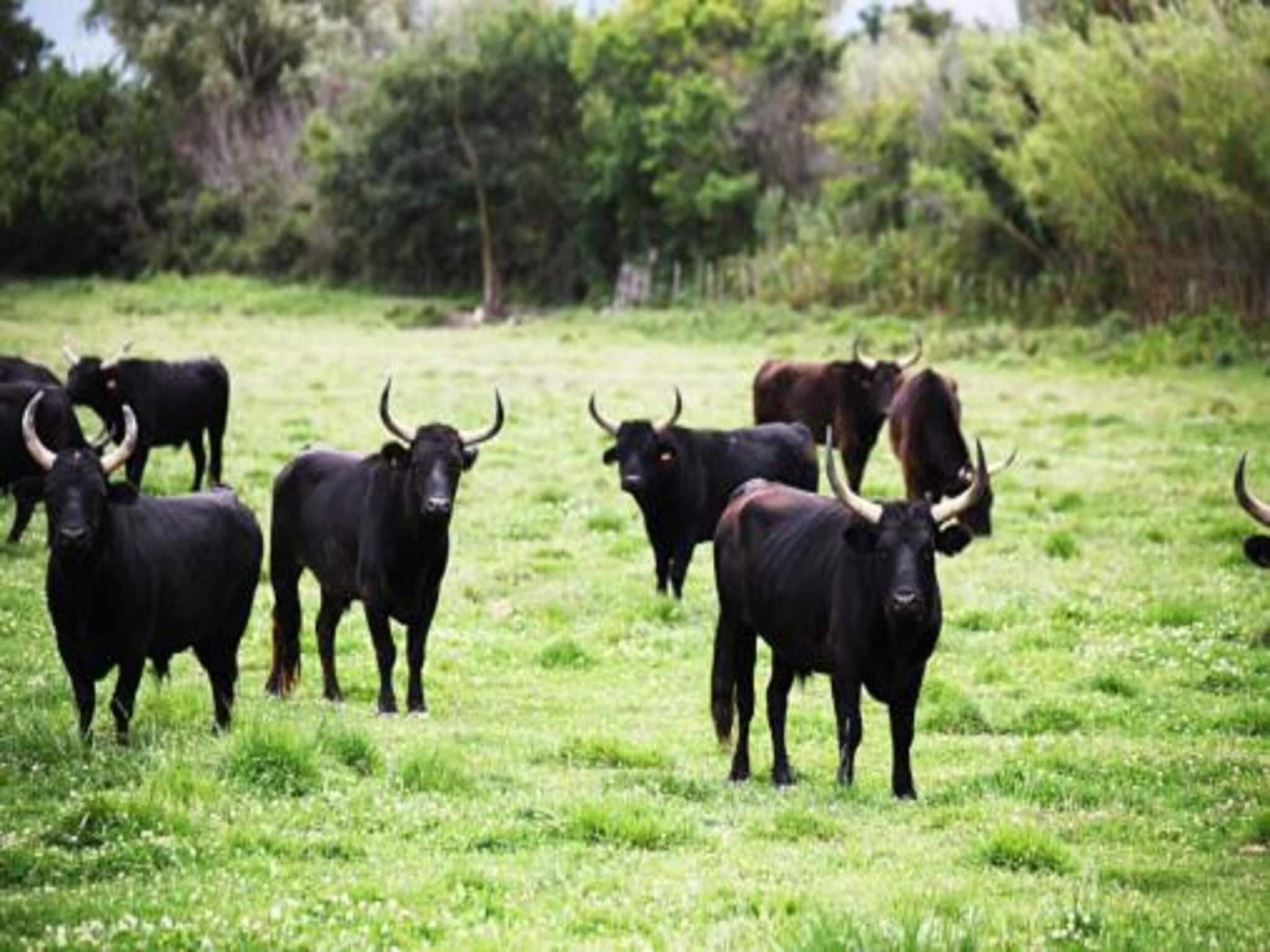 A group of black cattle with horns in a grassy field.