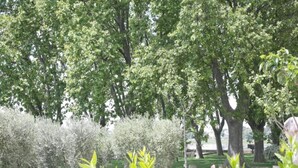 A park with mature trees and well-maintained grass. - Holiday Home in Lacoste with Pool (Lacoste)