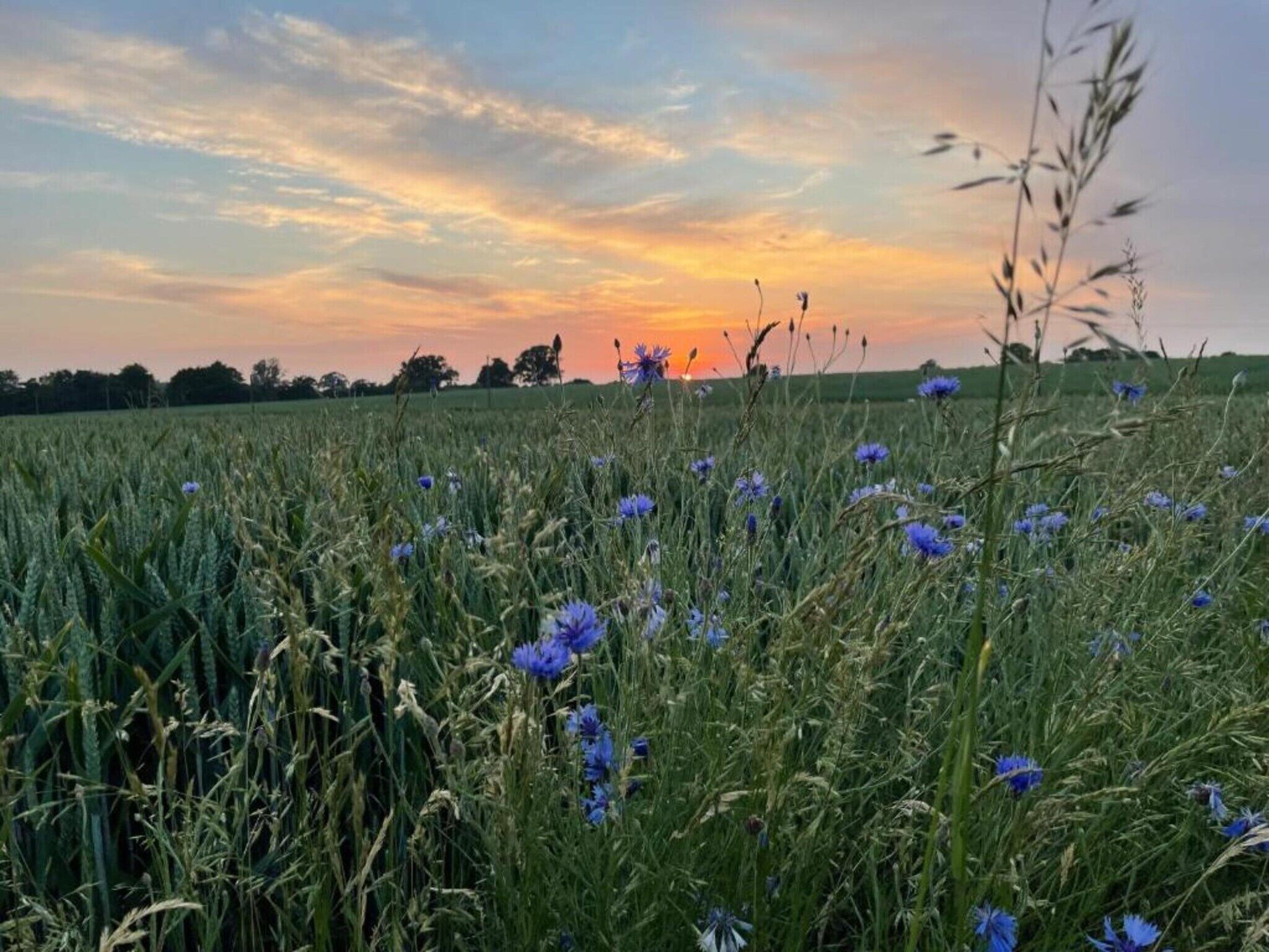 Un campo con flores azules y pasto alto, con un atardecer de fondo.
