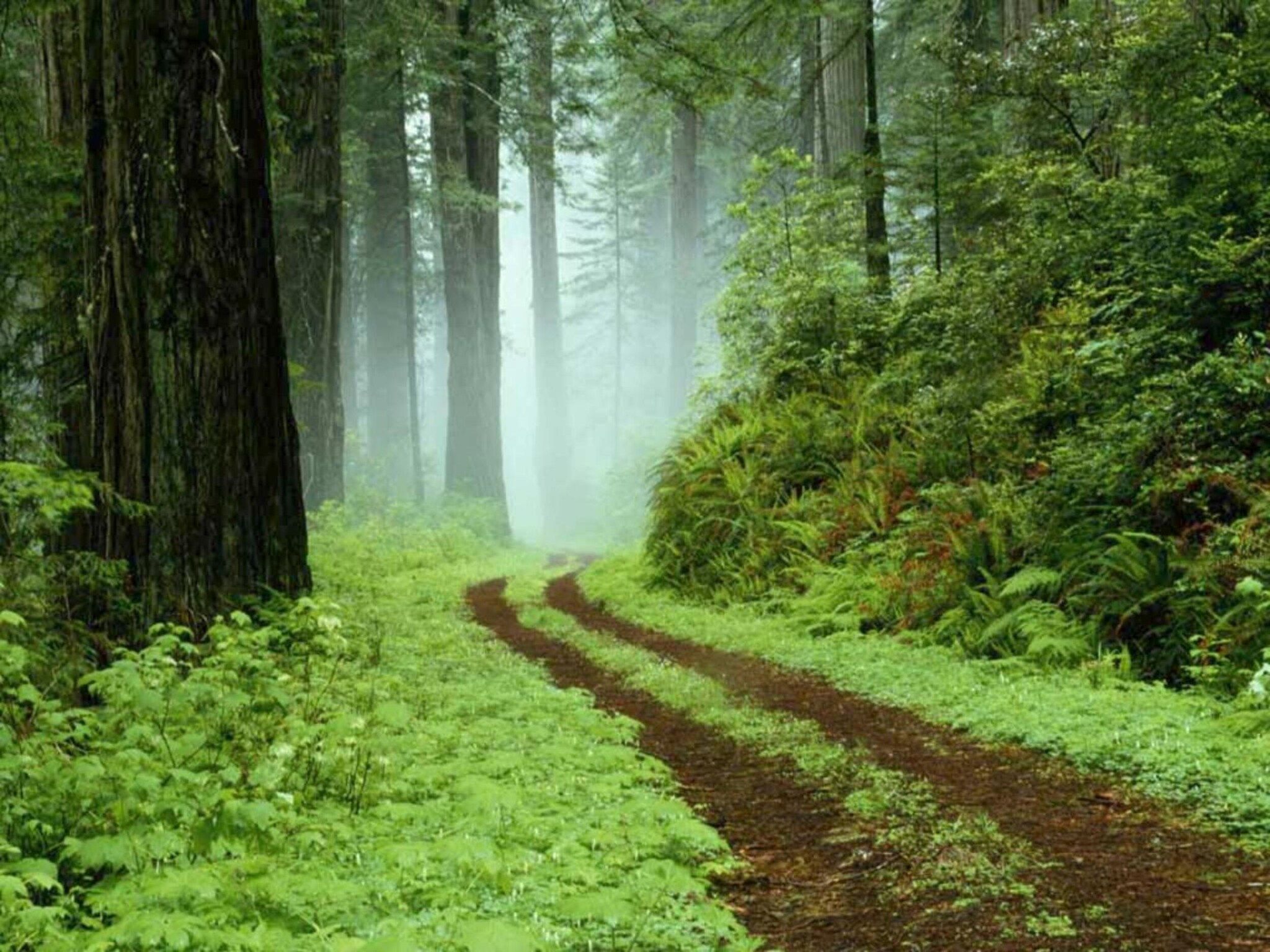 Un sentier forestier bordé d’une végétation luxuriante et d’arbres imposants.