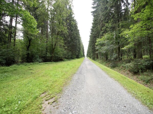 Un chemin de gravier bordé de forêts verdoyantes et denses.