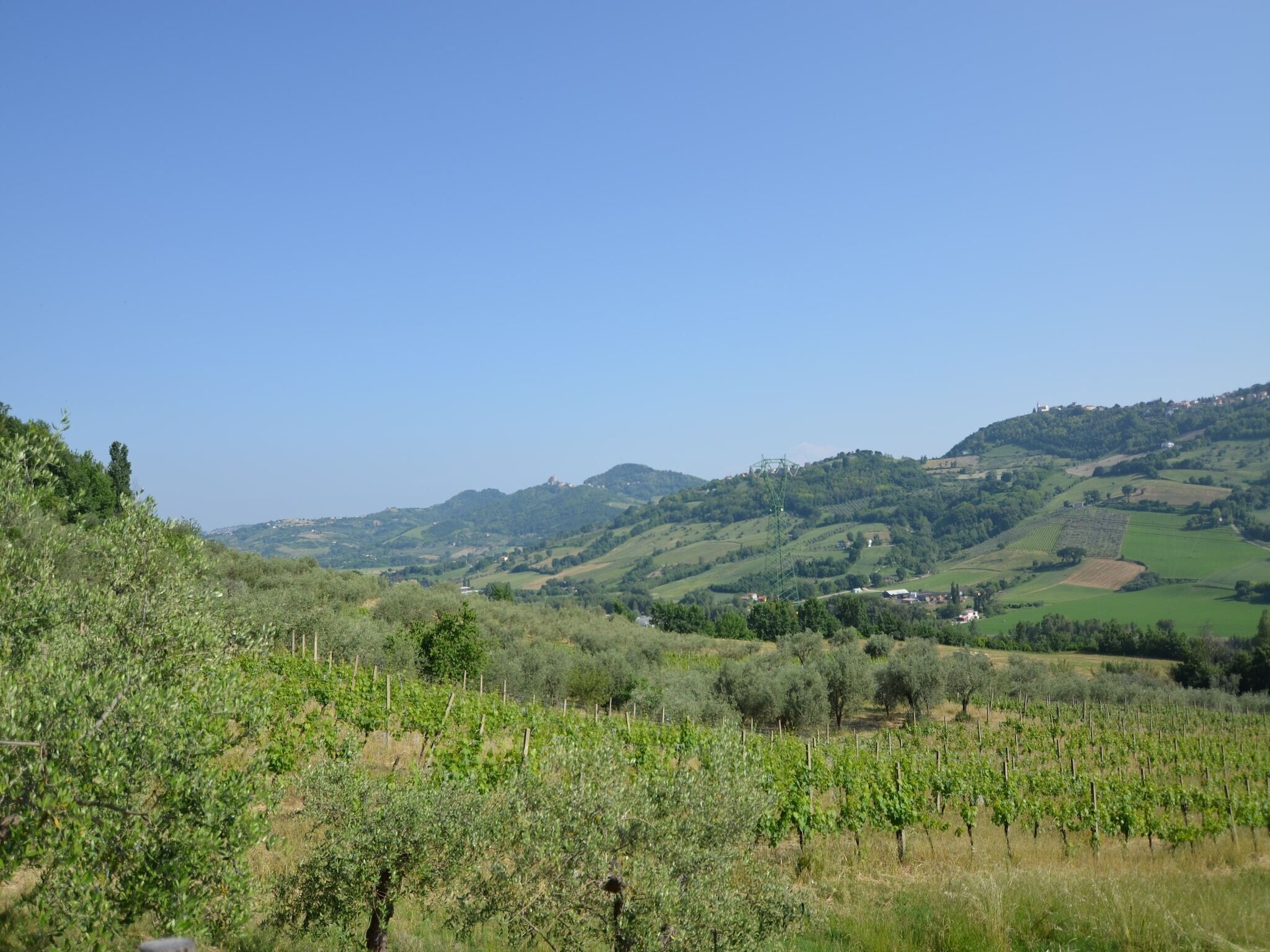 Ein Weinberg mit Rebenzeilen, sanften Hügeln und blauem Himmel.