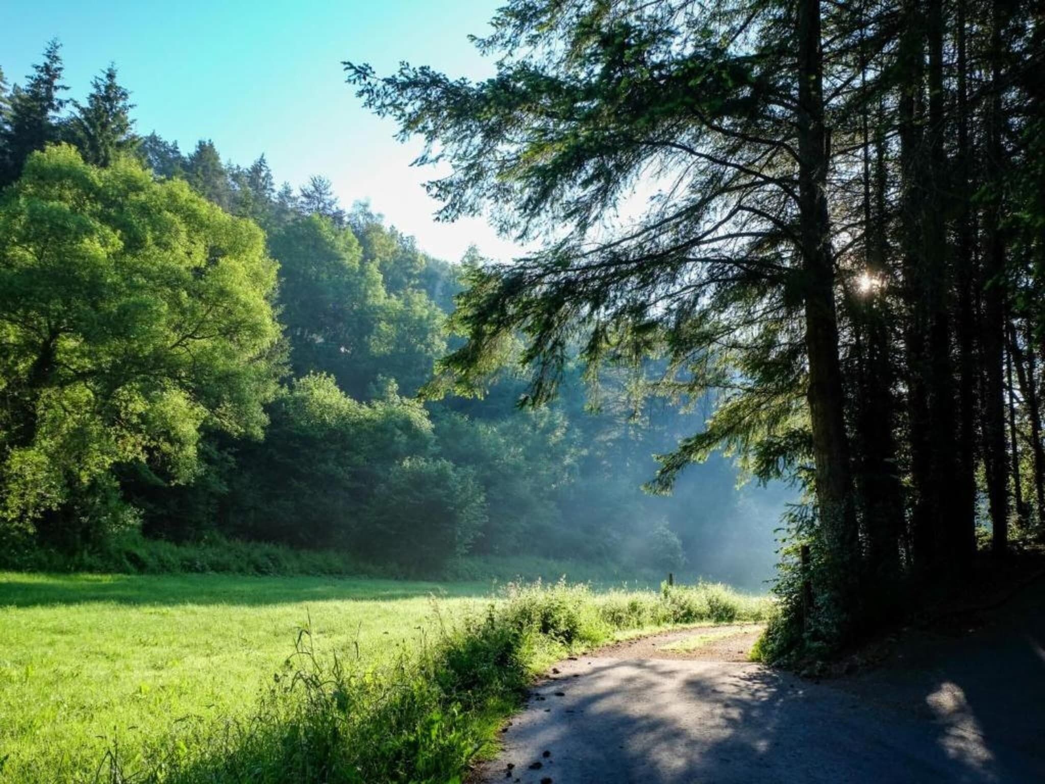 A forested area with a dirt path leading through a grassy field.