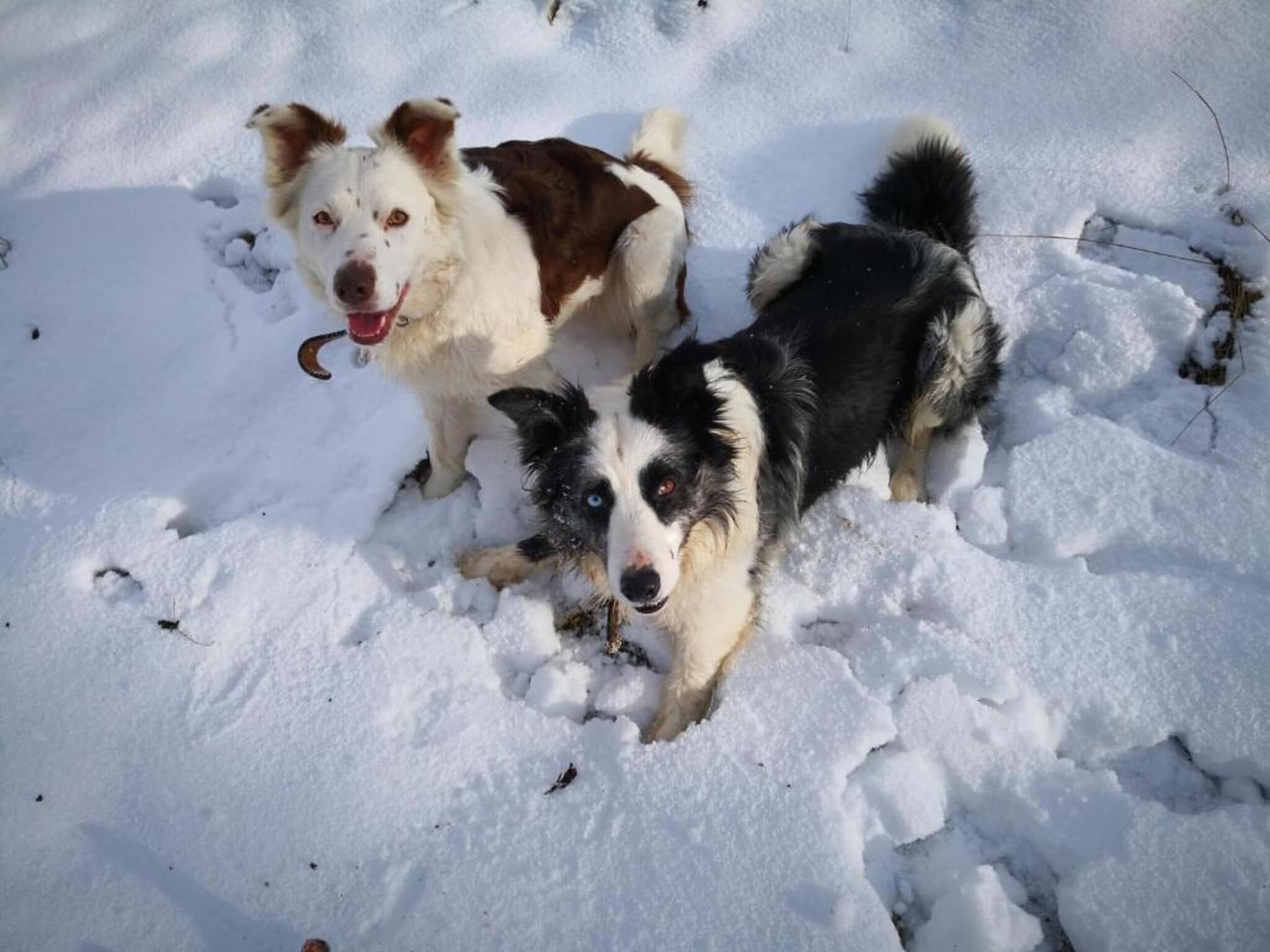 Two dogs in a snowy outdoor setting.