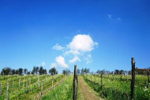 A vineyard with rows of grapevines and a dirt path leading through it.