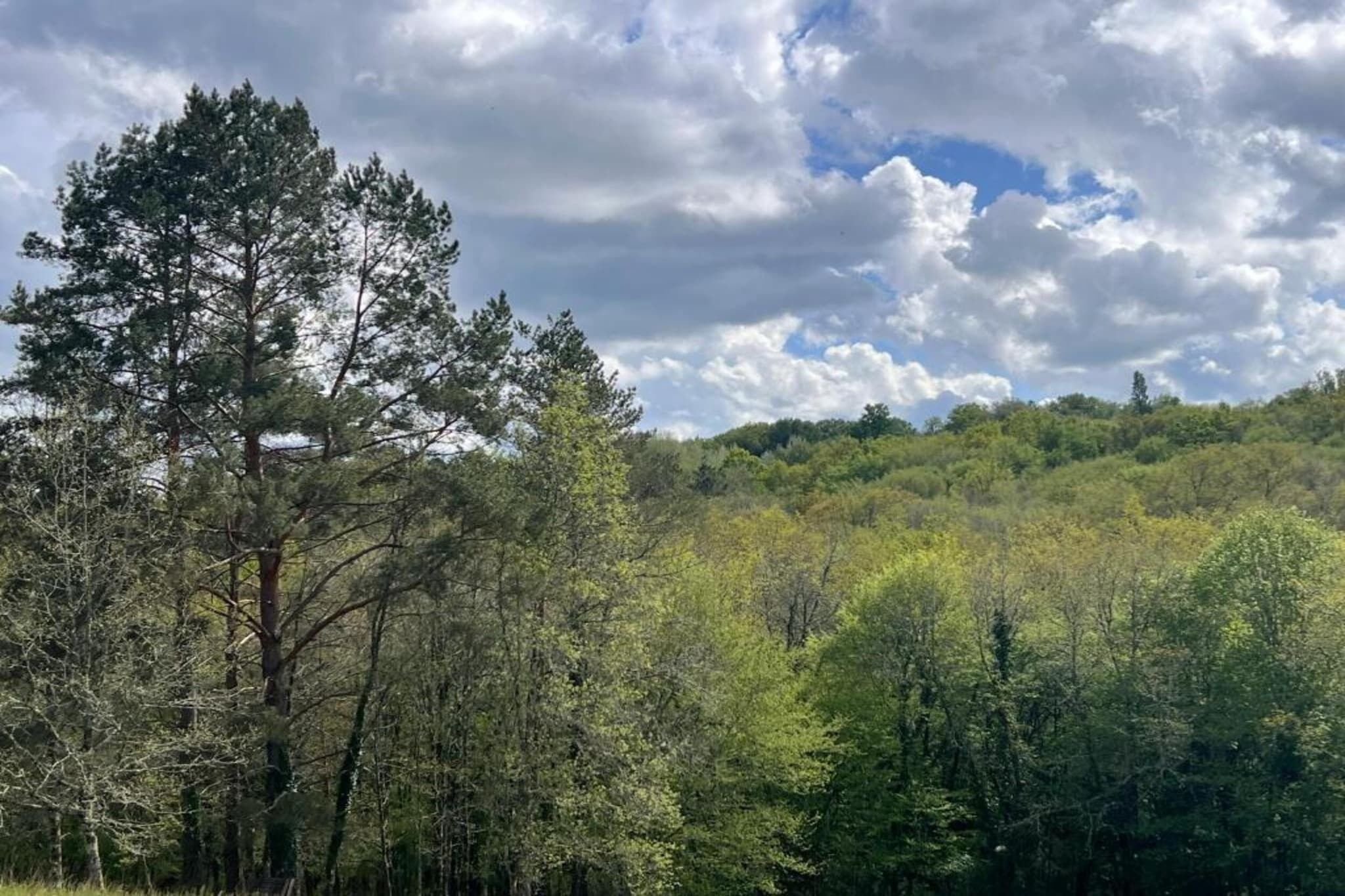 A forested landscape with a variety of trees and a partly cloudy sky.