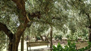 Un banc en bois, sous un arbre, dans un parc.