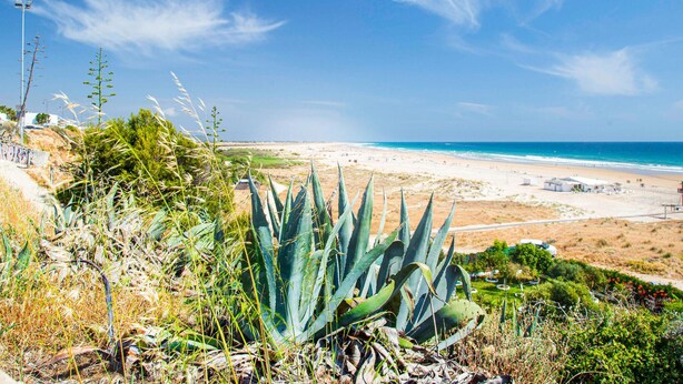 Kustlandschap met een strand, heldere lucht en agaveplanten op de voorgrond.