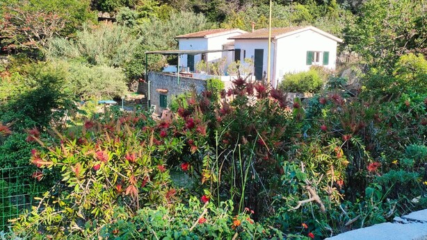 A small house surrounded by lush greenery and trees.