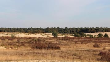 Een vlak, open landschap met schaarse begroeiing en een verre boomrij.