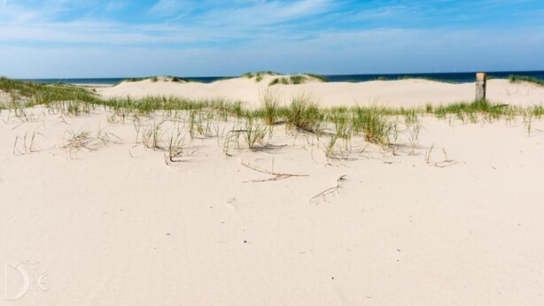 Een strand met duinen en schaarse begroeiing.