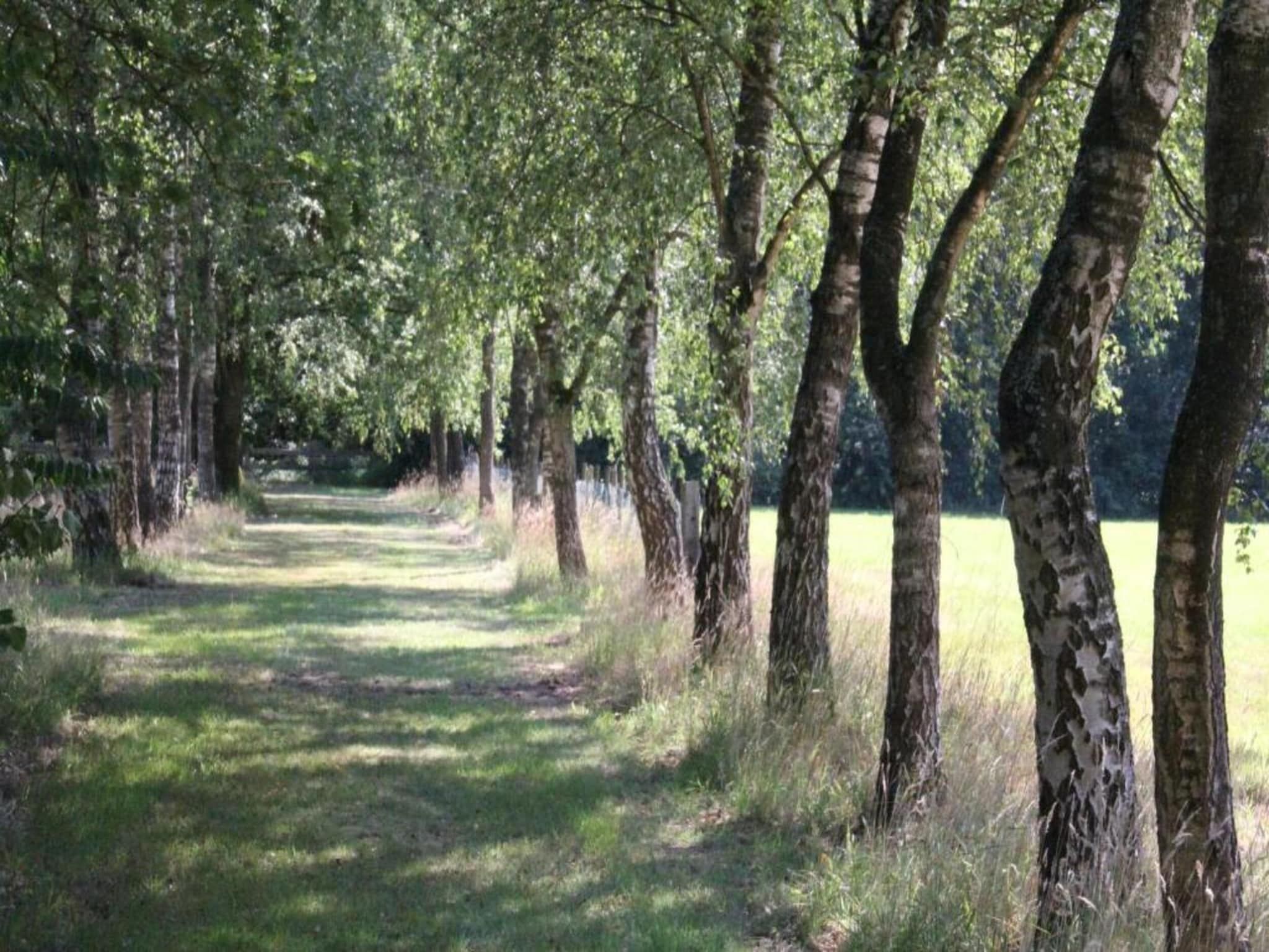 A pathway through a wooded area with trees on either side.